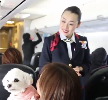 a woman holding a dog in a plane