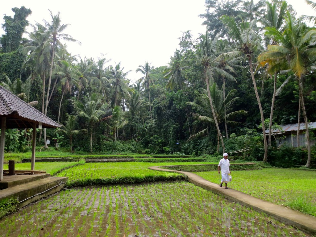 a man walking on a path in a rice field with trees