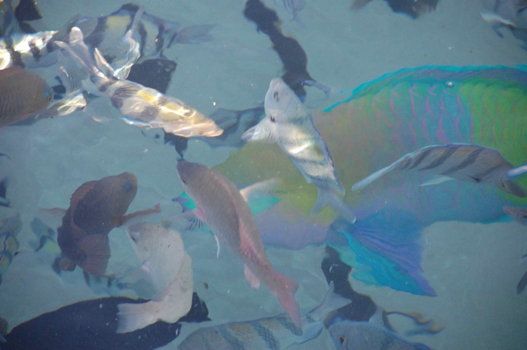 a group of fish swimming in water