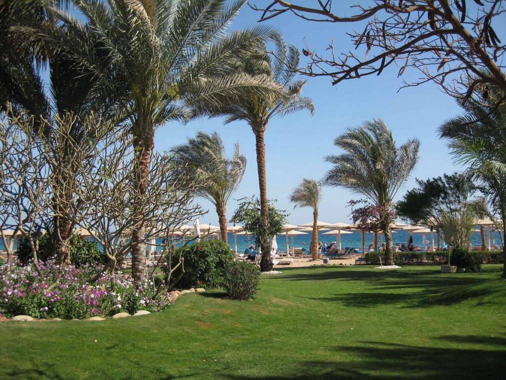 a lawn with palm trees and a beach