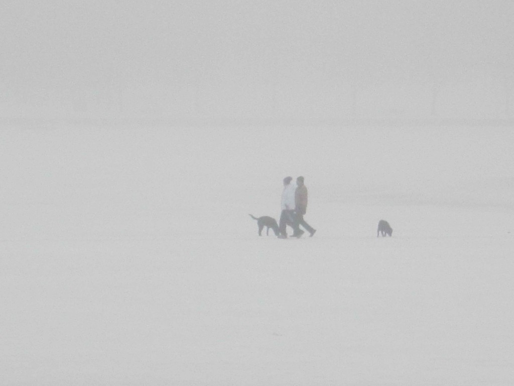 two people walking with dogs in the snow