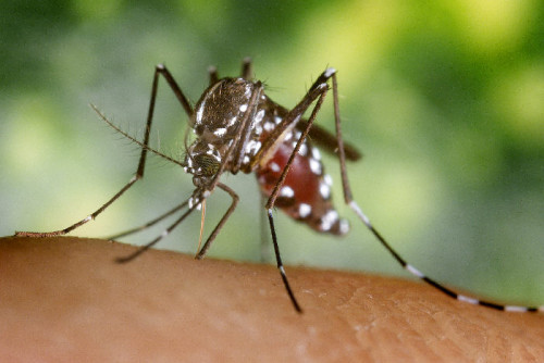 Courtesy of the CDC -- Aedes Mosquito