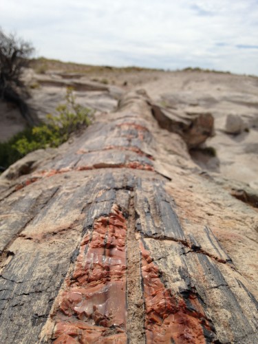 petrified-forest-2