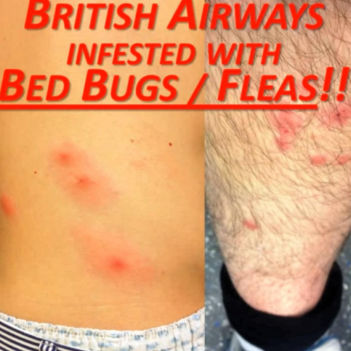 BA Bed Bugs