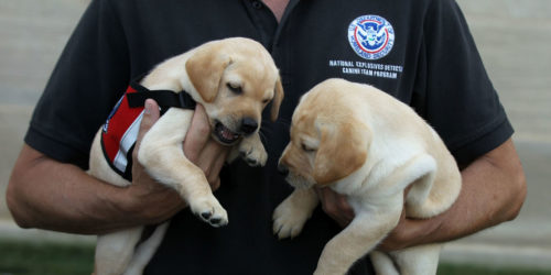 TSA Flunked Dogs
