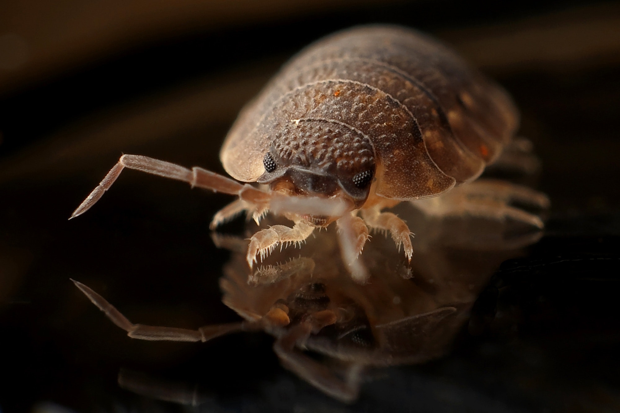 10 Hotel Chains With The Worst Bed Bug Infestations