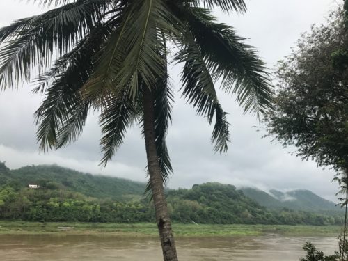 a palm tree next to a river