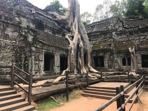 a tree growing over Angkor Wat