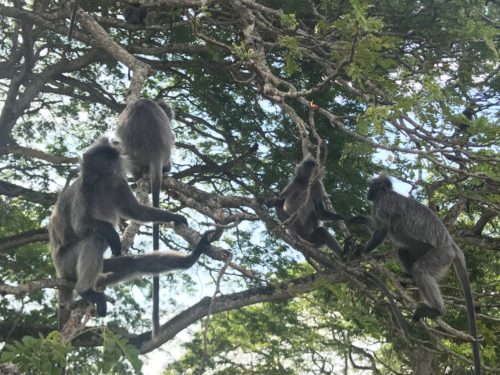 a group of monkeys in a tree