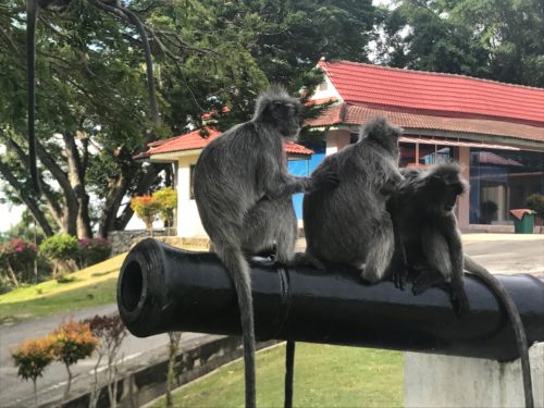 a group of monkeys sitting on a pipe