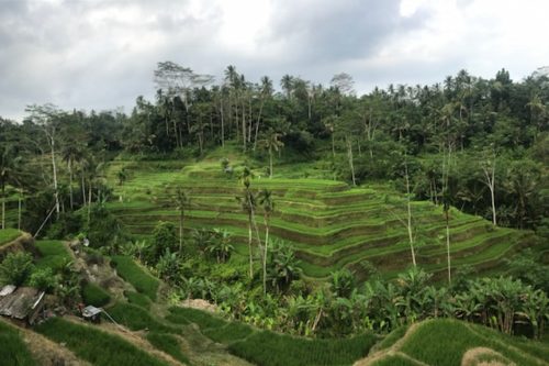 a green terraced rice field