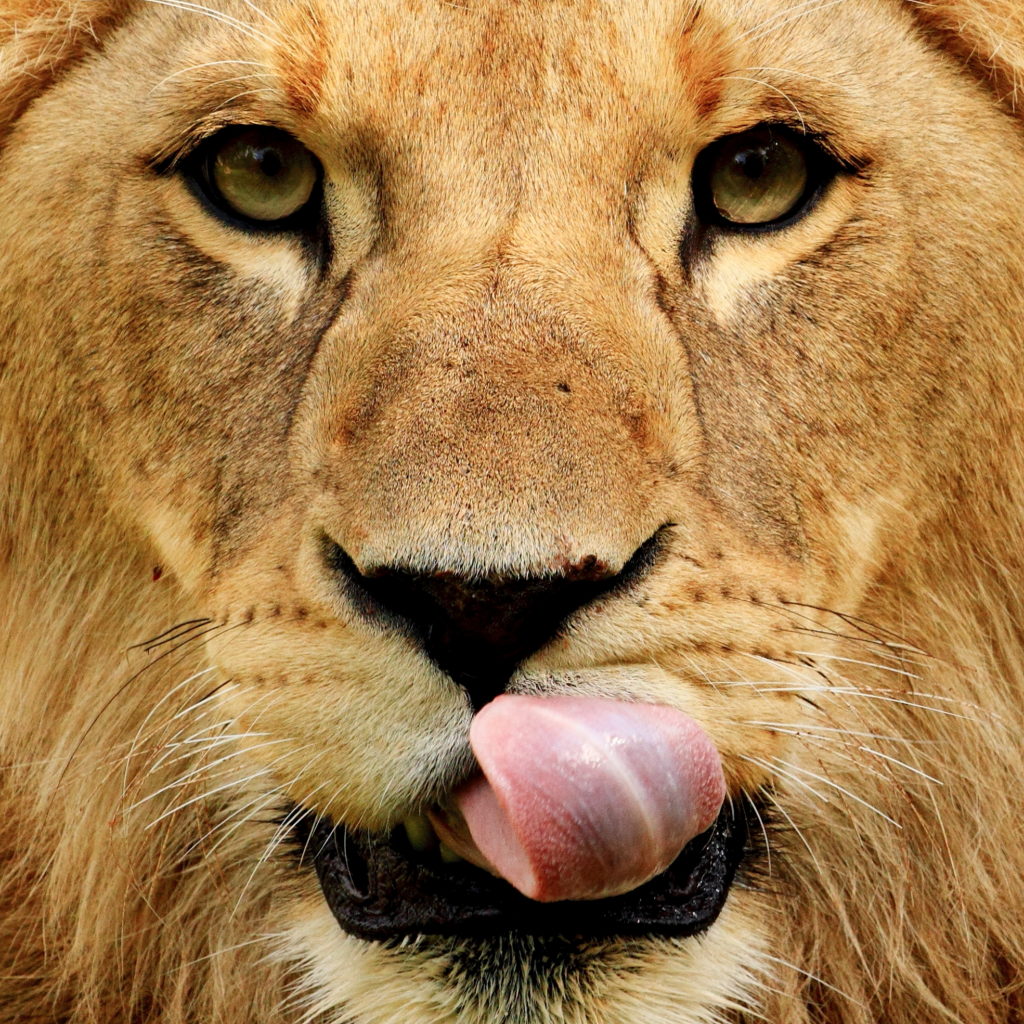 a lion licking its lips