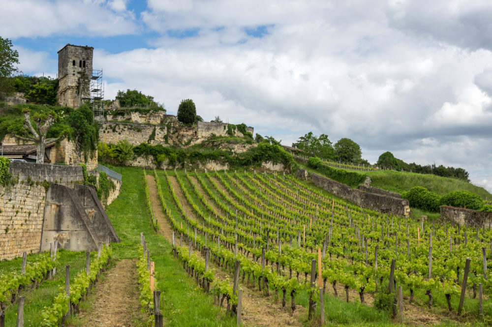a vineyard with a stone wall and a castle