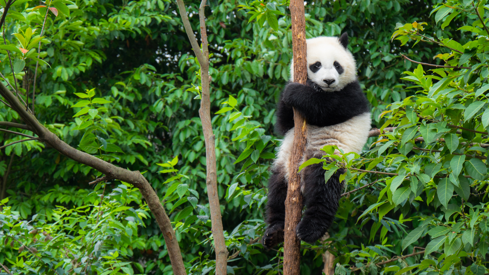 Chengdu is a popular destination for travellers wanting to see the giant pandas. It is possible to visit on the 72-hour transit visa