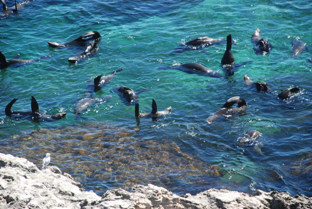 The sea lion haul out at Rottnest Island is a must-see during a bicycle trip around the island.