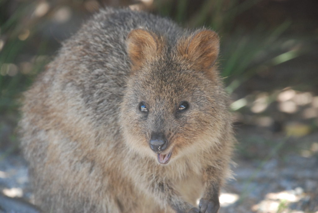 Meet the quokka, the world's happiest animal! Indigenous to Australia, it's native habitat is Rottnest Island, 30 minutes away from Perth.