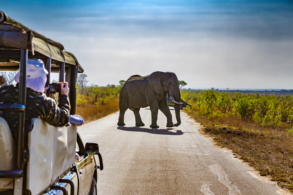 Experience a safari in South Africa, then relax at one of the luxury hotels in Cape Town