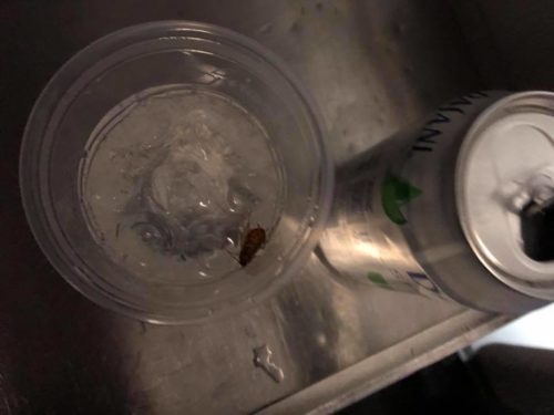 a bug in a plastic cup