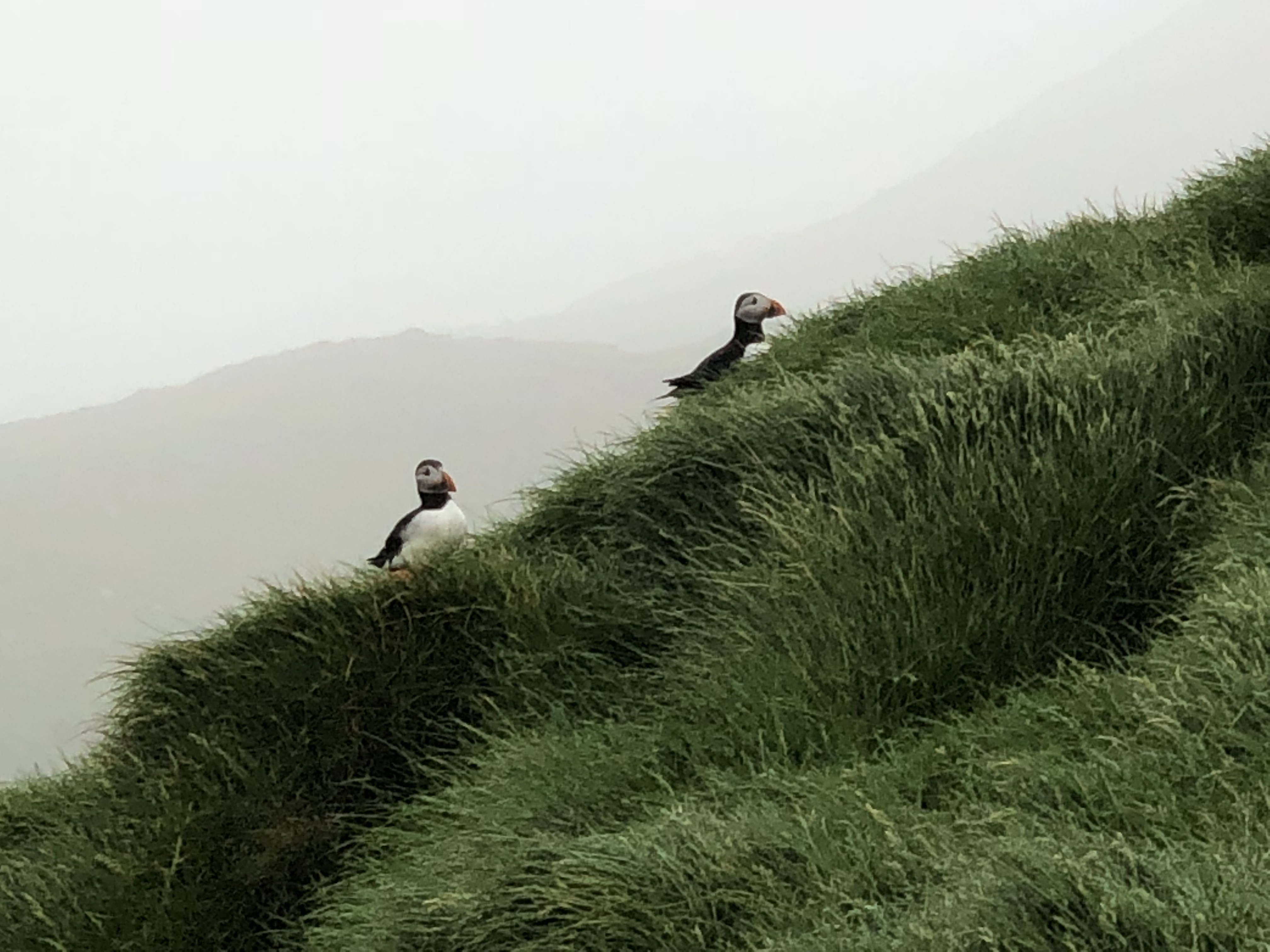 two birds on a grassy hill