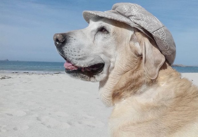 a dog wearing a hat on a beach