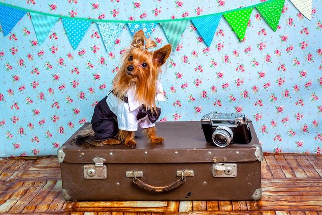 a dog sitting on a suitcase