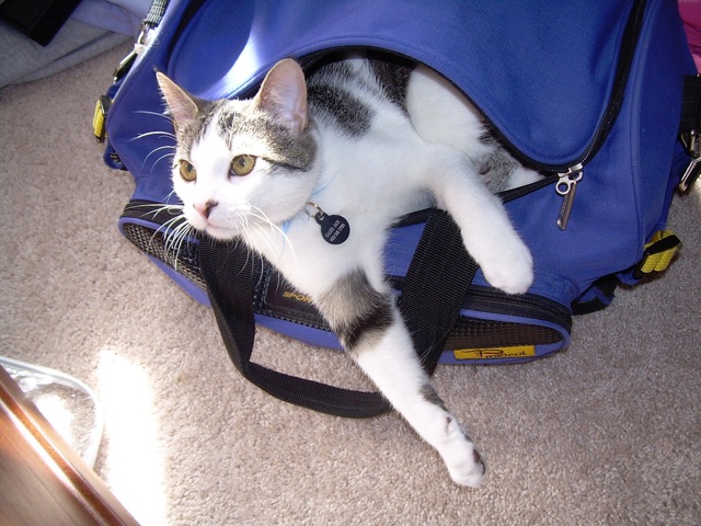 a cat lying in a bag