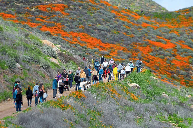 a group of people walking on a path with orange flowers