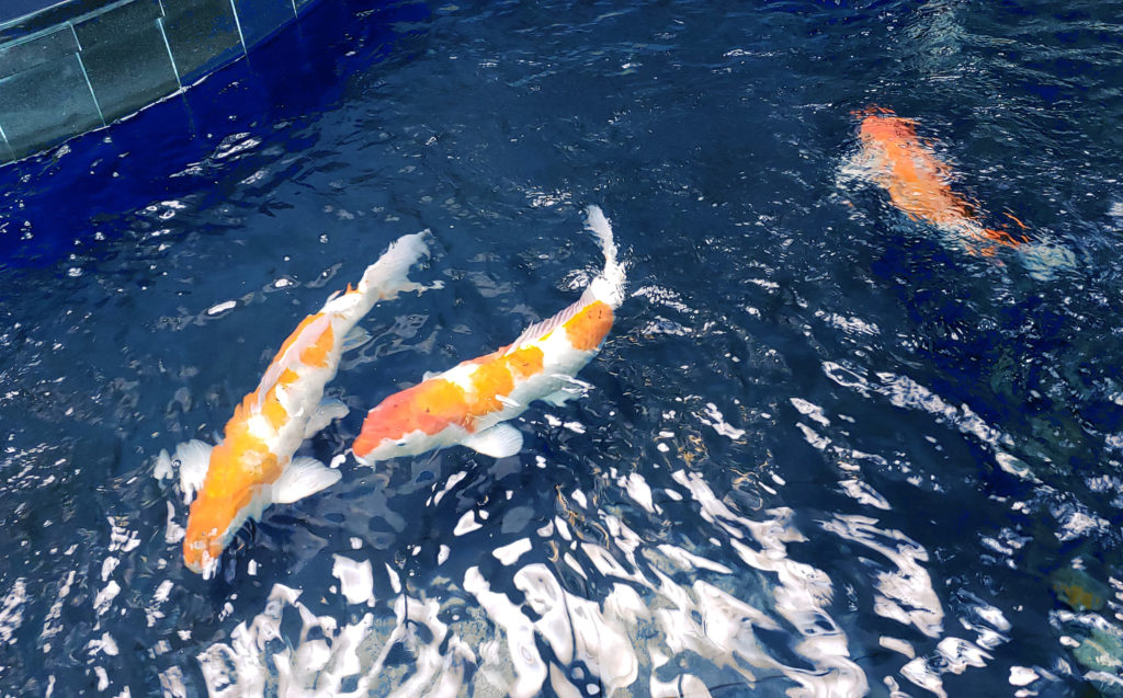 a group of orange and white fish swimming in a pond