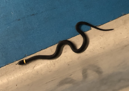 EWR Airport TSA Checkpoint Snake Found 8-19-2019