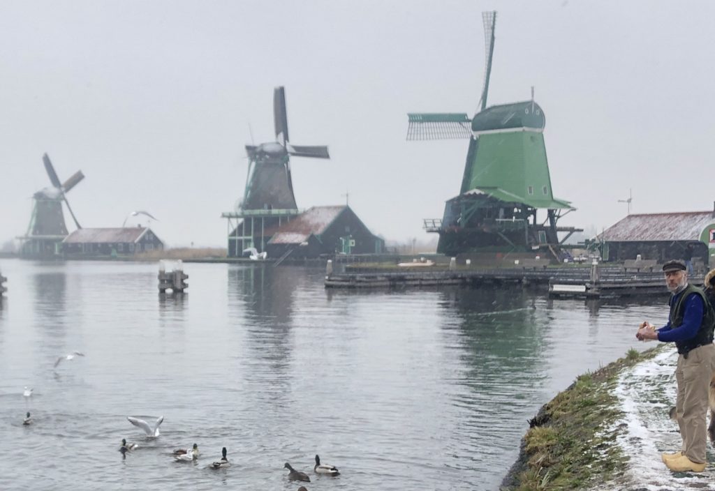 ducks swimming in water near windmills