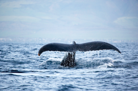 free whale watching in Hawaii