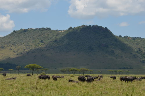 a herd of buffalo in a grassy field