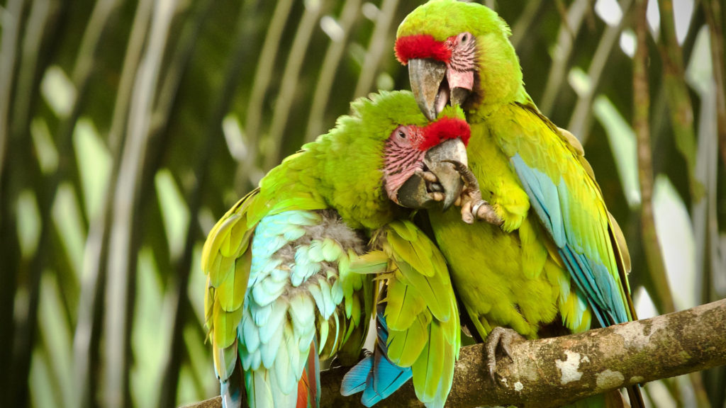 Two great green macaws in Samara