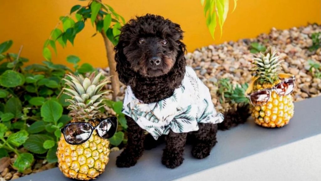 Ambassadog Mac at hotel in Queensland