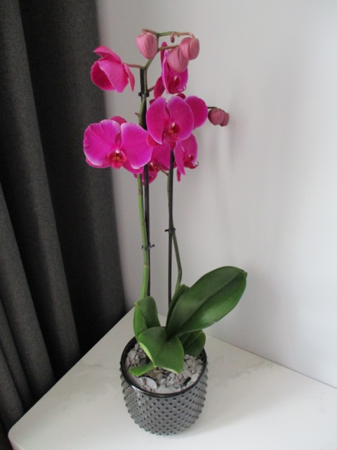 Lovely orchid in suite Hyatt Regency London Stratford