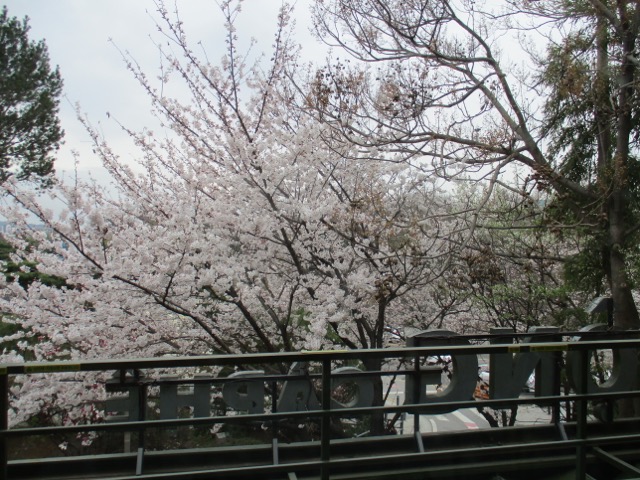 Grand Hyatt Seoul cherry blossoms