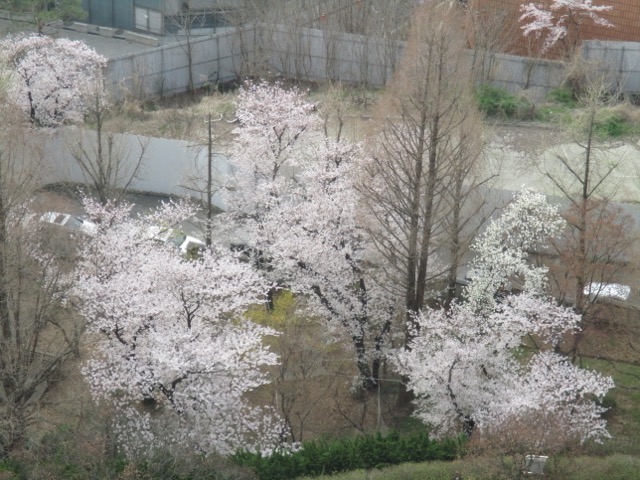 Grand Hyatt Seoul cherry blossoms