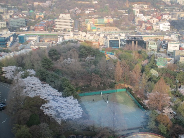 Grand Hyatt Seoul cherry blossoms and tennis courts
